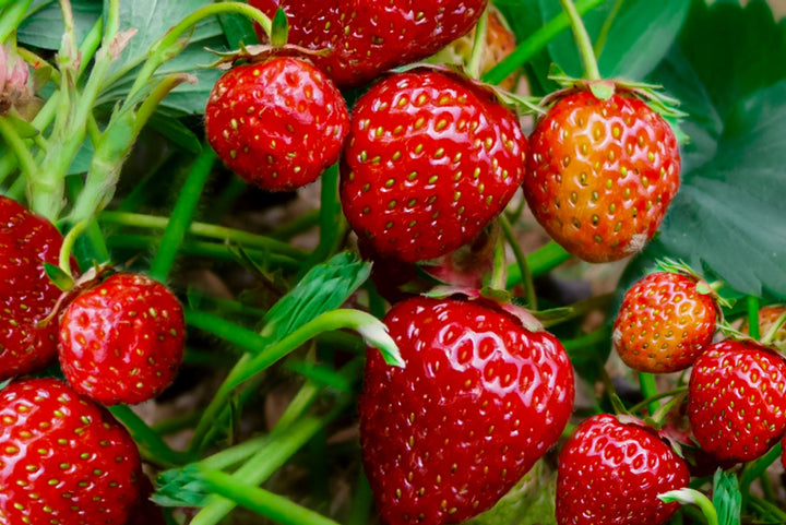 Strawberry Fruit Seeds – Heirloom, Non-GMO Seeds for Sweet Organic Berry Garden Planting