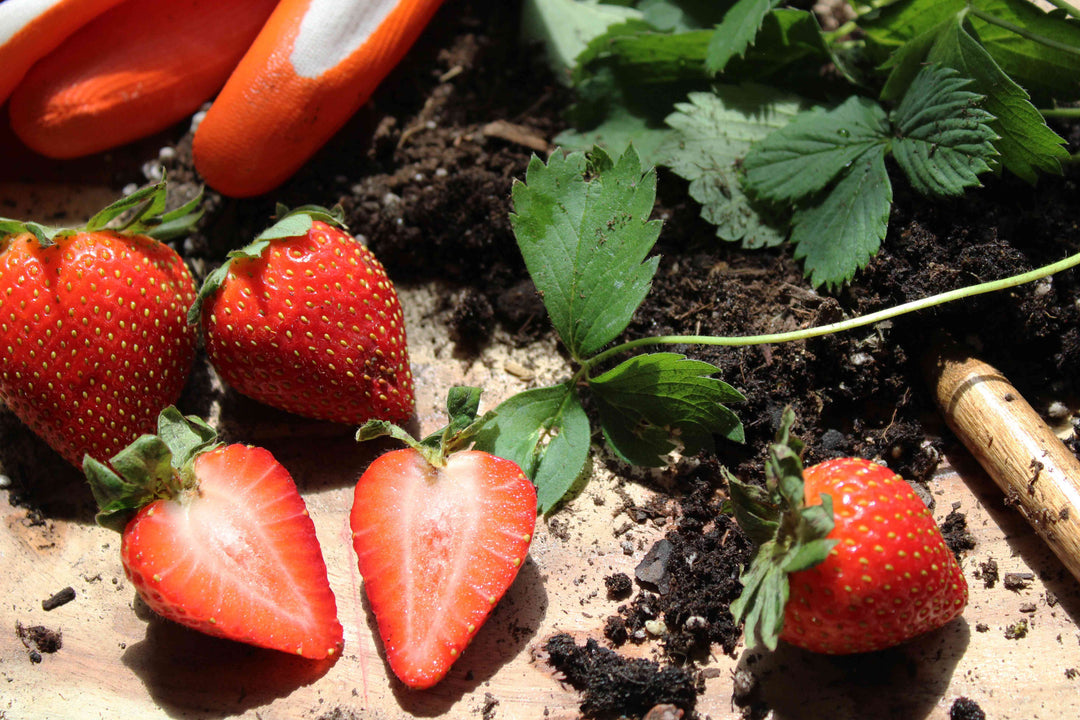 Burgundy Strawberry Fruit Seeds for Planting – Heirloom Non-GMO Rich Flavor High Germination Organic Garden Seeds