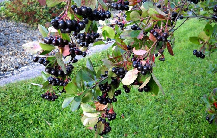 Aronia Melanocarpa Fruit Seeds for Planting – Heirloom, Non-GMO, High Germination Organic Superfood Garden Seeds
