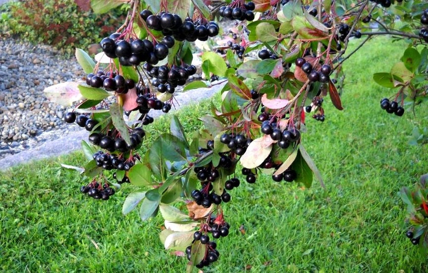 Aronia Melanocarpa Fruit Seeds for Planting – Heirloom, Non-GMO, High Germination Organic Superfood Garden Seeds