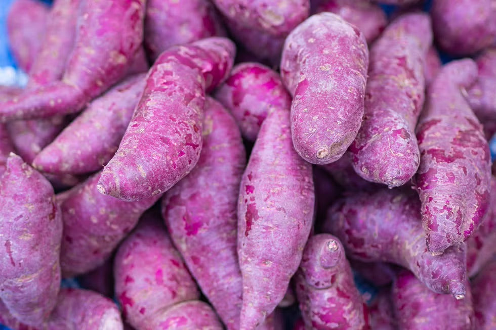 Light Violet Sweet Potato Seeds for Planting – Heirloom Non-GMO High Germination Organic Garden Seeds