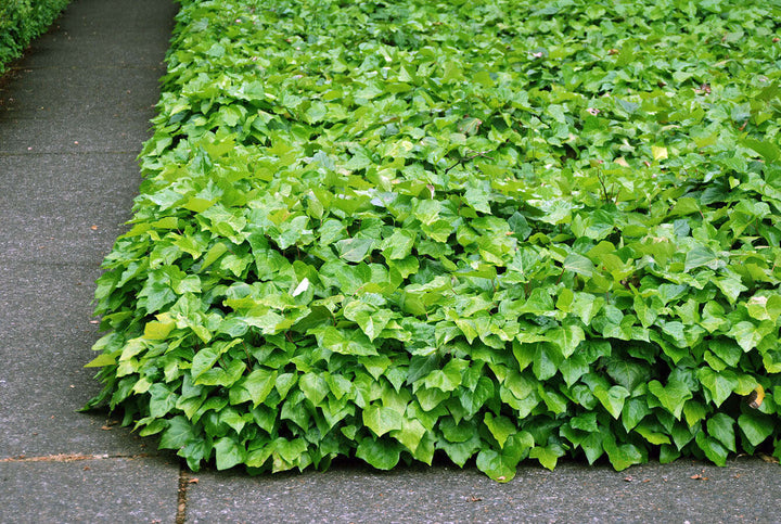 Ivy plant seeds for planting - Heirloom & Non-GMO Garden seeds, lush climber for shade and walls