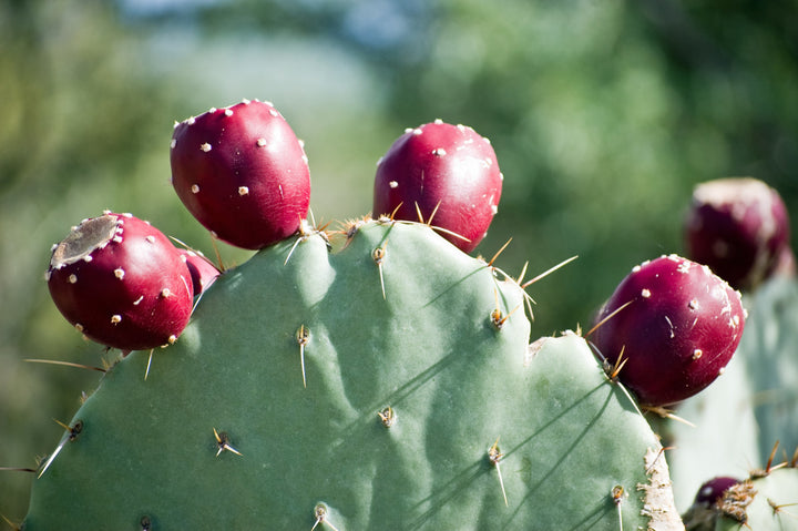 Prickly Pear seeds for planting - Heirloom & Non-GMO hardy cactus fruit garden seeds