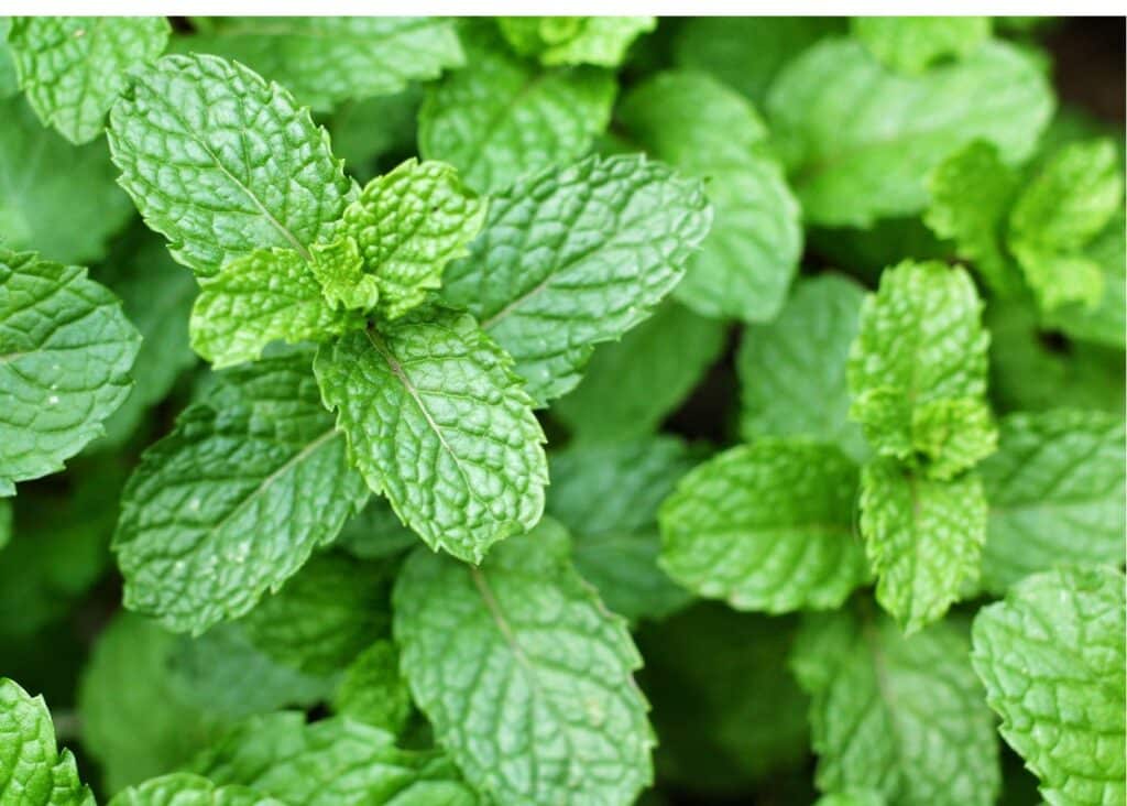 Green Mint Herb Seeds – Heirloom, Non-GMO Favorite Seeds for Home Garden Planting