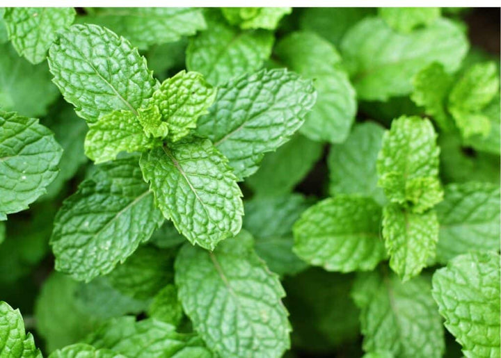 Green Mint Herb Seeds – Heirloom, Non-GMO Favorite Seeds for Home Garden Planting