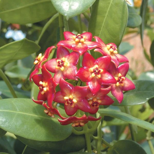 Light Red Hoya Flower Seeds for Planting – Heirloom, Non-GMO, Seasonal Bloomer, High Germination