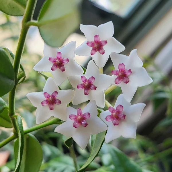 White Pink Hoya Flower Seeds for Planting – Premium Heirloom Non-GMO High Germination Seeds