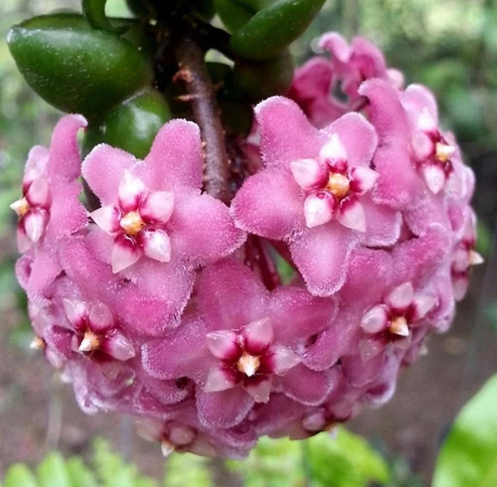 Dark Pink Hoya Flower Seeds for Planting – Heirloom, Non-GMO, High Germination Organic Garden Seeds