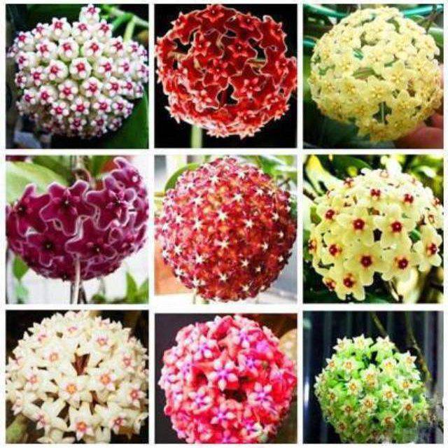 Hoya Flower Seeds for Planting Mixed Colors – Drought Tolerant, Heirloom, Non-GMO, High Germination Organic Garden Seeds