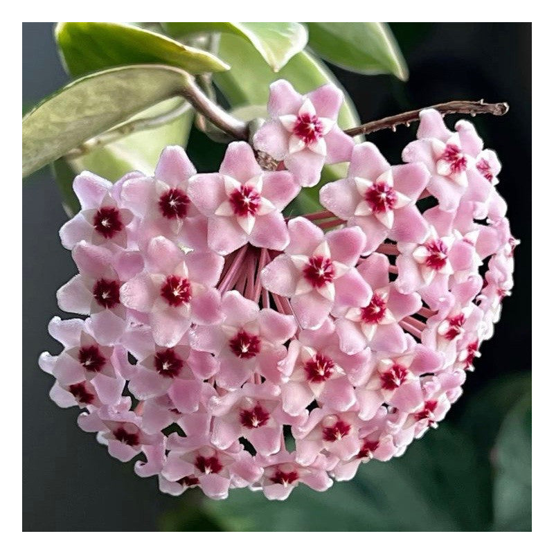 Pink Cream Hoya Carnosa Flower Seeds – Heirloom, Non-GMO, High Germination Seeds for Planting