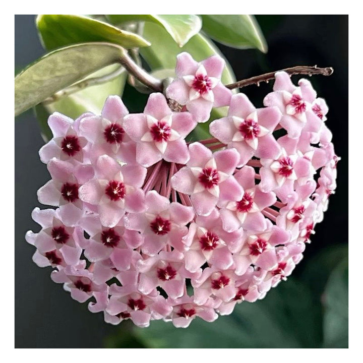 Pink Cream Hoya Carnosa Flower Seeds – Heirloom, Non-GMO, High Germination Seeds for Planting