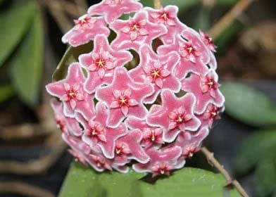 Pink Carnosa Flower Seeds for Planting – Heirloom, Non-GMO, Premium Quality, High Germination