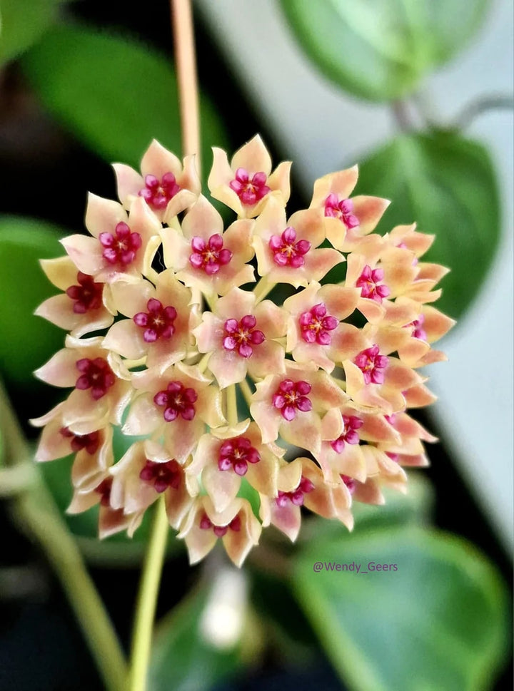 Pink Yellow Hoya Flower Seeds for Planting – Cut Flower Favorite, Heirloom &amp; Non-GMO Home Garden Seeds