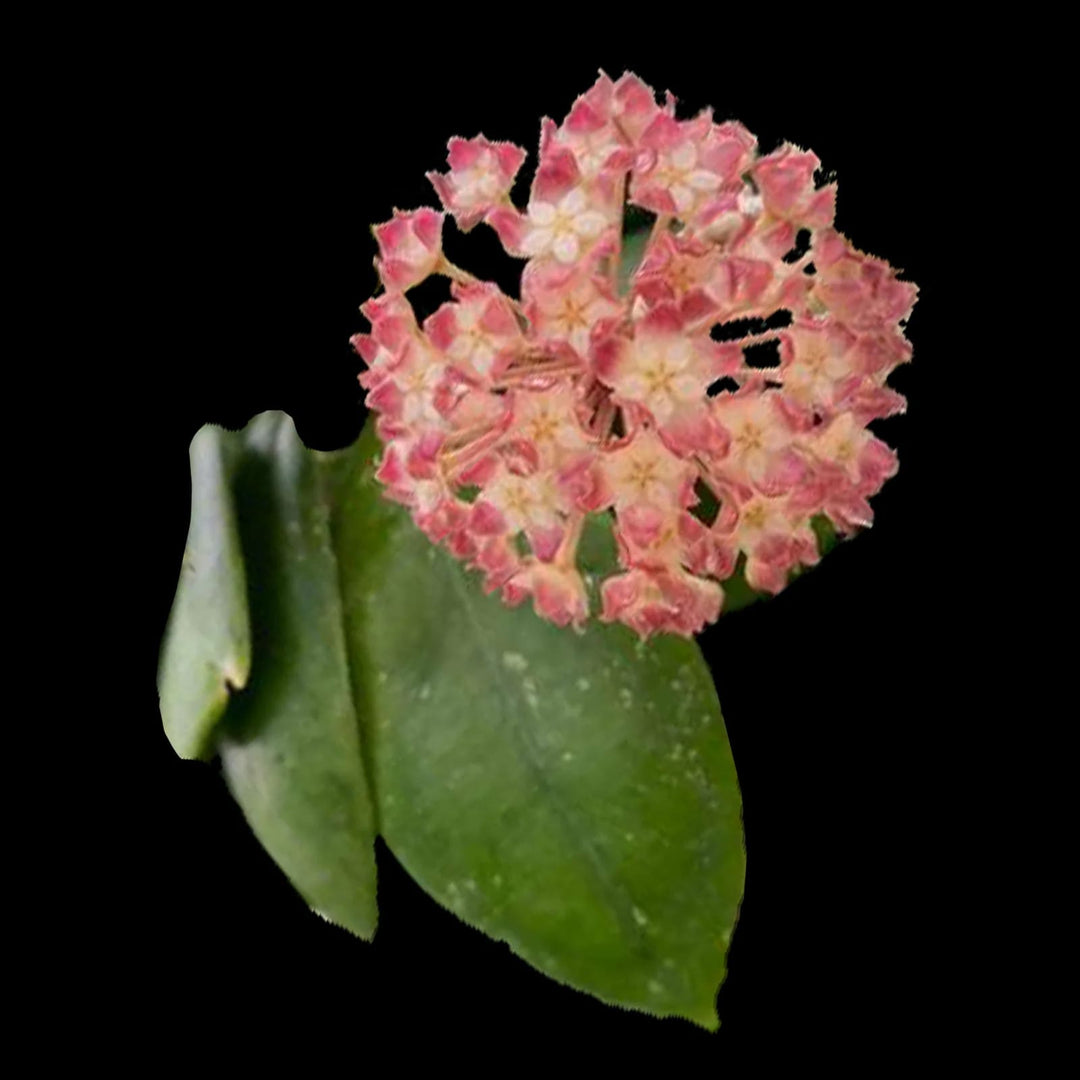 Peach Pink Carnosa Flower Seeds for Garden – Heirloom, Non-GMO, Vibrant Colors, High Germination