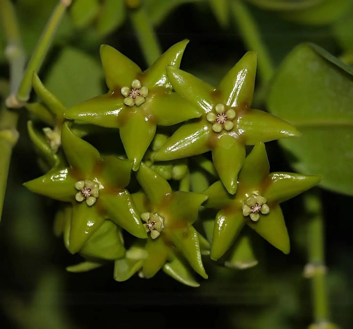 Sea Green Hoya Flower Seeds for Planting | Heirloom Non-GMO High Germination Organic Garden Seeds