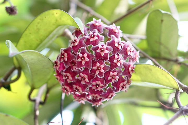 Red Hoya Carnosa Flower Seeds for Planting – Heirloom, Non-GMO, High Germination Organic Garden Seeds