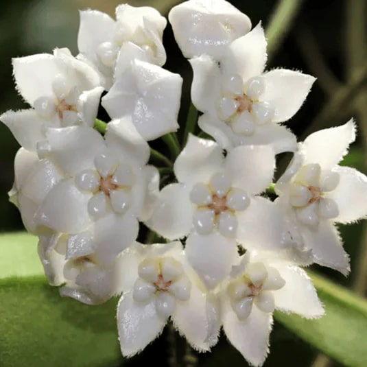 White Hoya Carnosa Flower Seeds for Planting – Heirloom, Non-GMO, High Germination Organic Garden Seeds