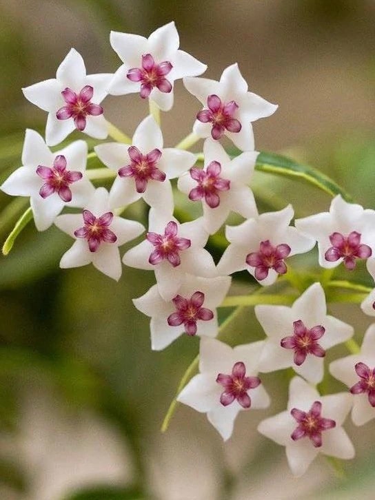 White Pink Hoya Flower Seeds for Planting – Premium Heirloom Non-GMO High Germination Seeds