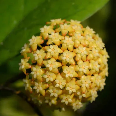 Flower Seeds, Seeds,Seeds For Planting,Plant Seeds