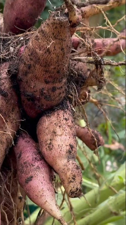 Bogachiel Yacon Seeds for Planting – Heirloom & Non-GMO Root Vegetable Seeds for Organic Gardens