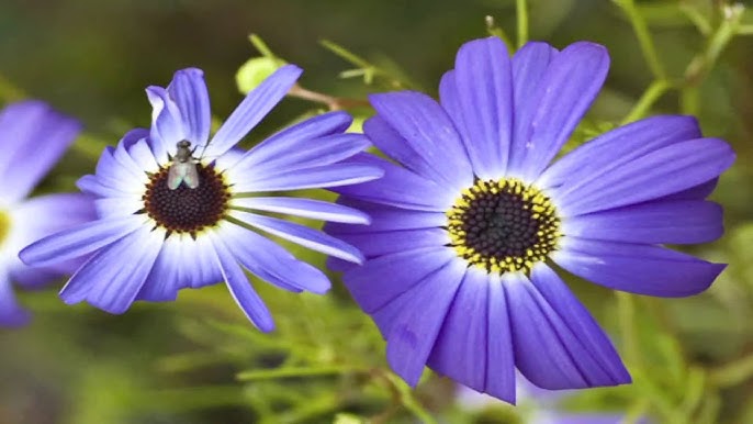 Purple Iberidifolia Flower Seeds for Planting – Heirloom, Non-GMO, High Germination Organic Garden Seeds