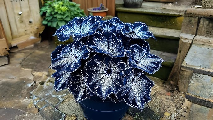 Grow Stunning Dark Blue &amp; White Begonia Blooms with Butterfly-Like Beauty