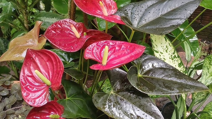 Burgundy Anthurium Flower Seeds for Planting – Heirloom, Non-GMO, Cottage Garden Essential, High Germination