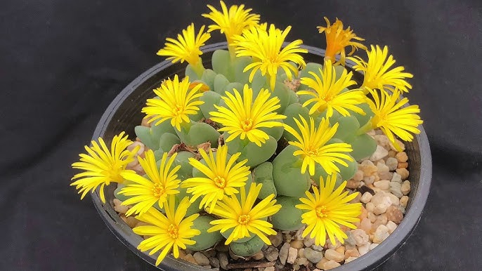 Conophytum Flower Seeds for Planting – Heirloom Non-GMO, High Germination Organic Garden Seeds