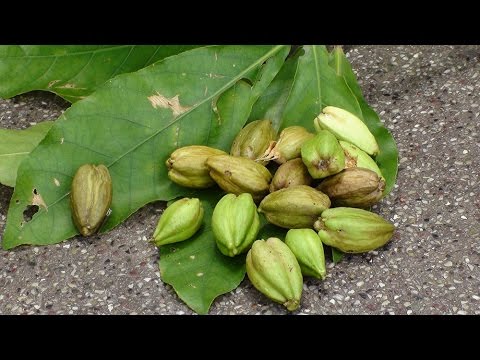 Acutangula Seeds for Planting – Heirloom Non-GMO Ridge Gourd Vegetable – Organic Garden Seeds, High Germination