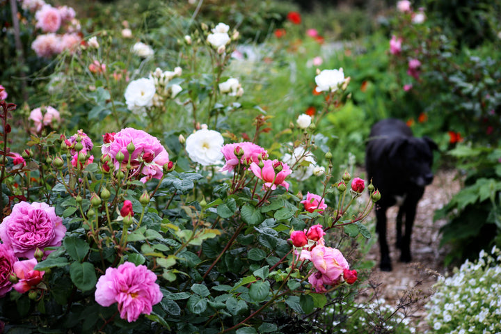 Pink Damask Flower Seeds for Planting – Heirloom, Fragrant, Non-GMO Blooms