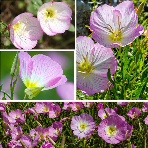 Mixed Oenothera Biennis Flower Seeds for Planting – Heirloom Non-GMO, High Germination Organic Garden Seeds