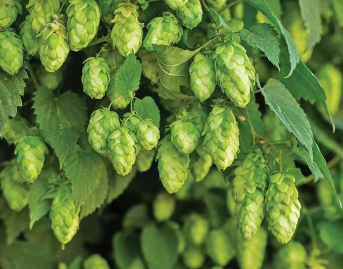 Army Green Humulus Lupulus Seeds for Planting – Heirloom & Non-GMO Garden Favorite
