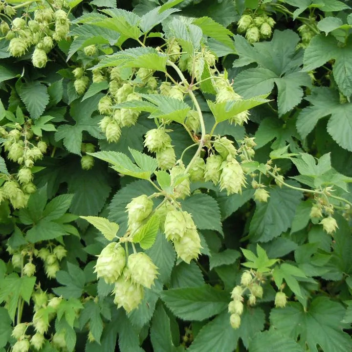 Army Green Humulus Lupulus Seeds for Planting – Heirloom & Non-GMO Garden Favorite