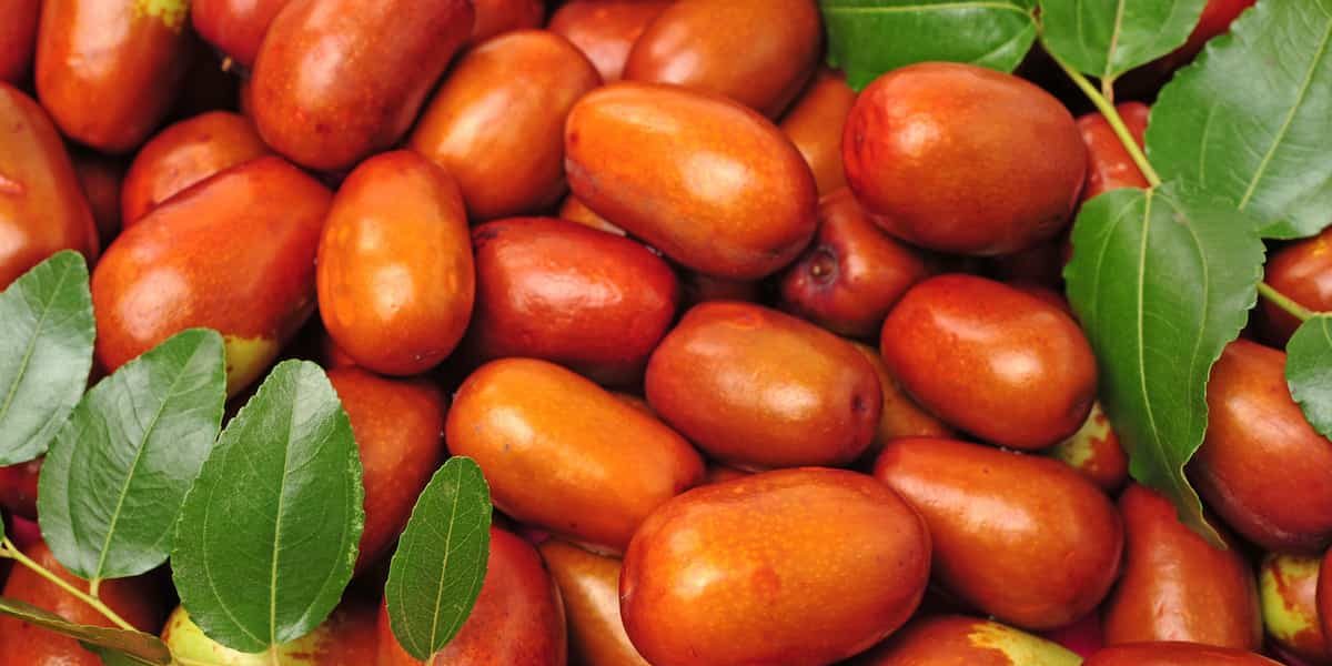 Merron Jujube Fruit Seeds for Planting – Heirloom, Non-GMO Unique Sweet Orchard Garden Fruit Seeds