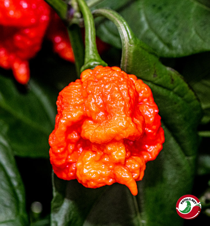 Hurt Berry Pepper Seeds for Planting – Heirloom, Non-GMO, Rare Spicy Pepper – High Germination