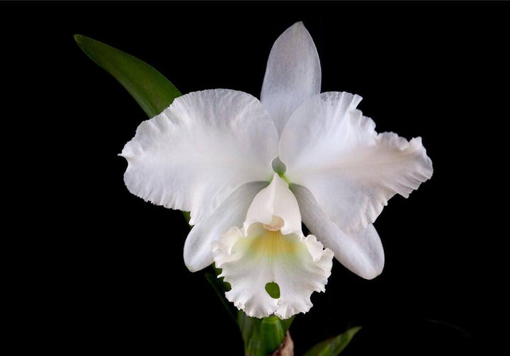 White Cattleya Flower Seeds for Planting – Heirloom, Non-GMO, Hardy High Germination Seeds
