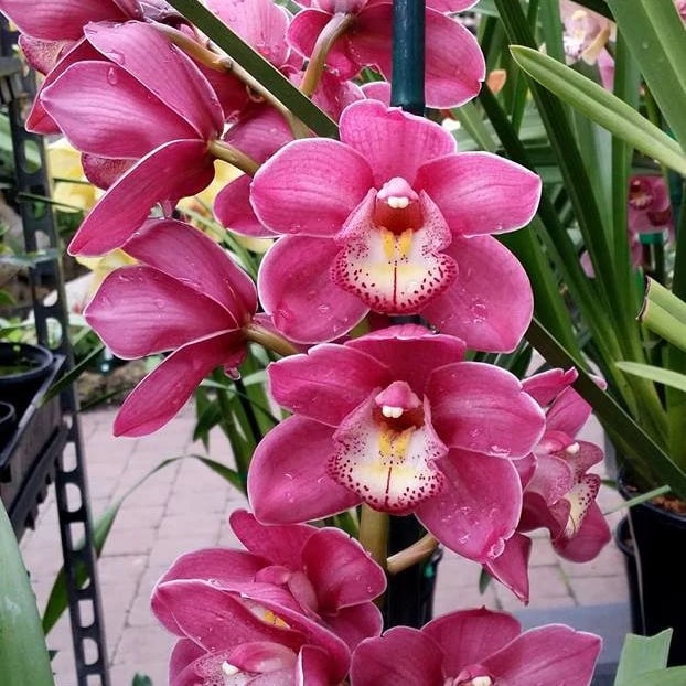Cymbidium Flower Seeds for Planting – Heirloom, Non-GMO, High Germination Organic Garden Seeds