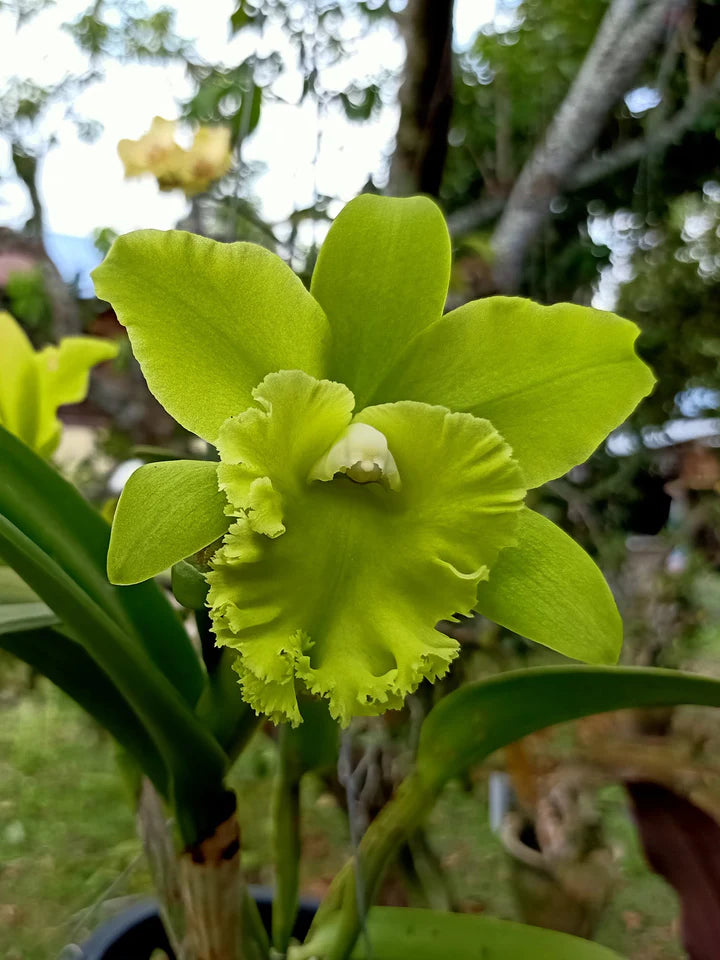 Green Cattleya Flower Seeds for Planting – Heirloom, Non-GMO, High Germination Organic Garden Seeds