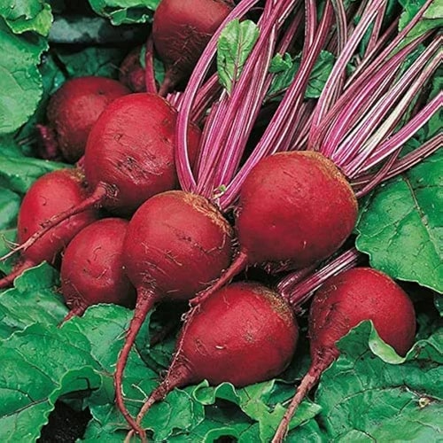 TEMP Hybrid Red Beetroot Seeds for Planting – Heat Tolerant, Uniform Roots, High-Yielding Vegetable Seeds