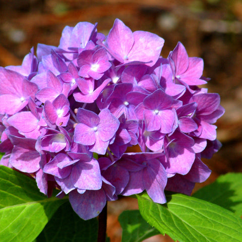 Flower Seeds, Seeds,Seeds For Planting,Plant Seeds