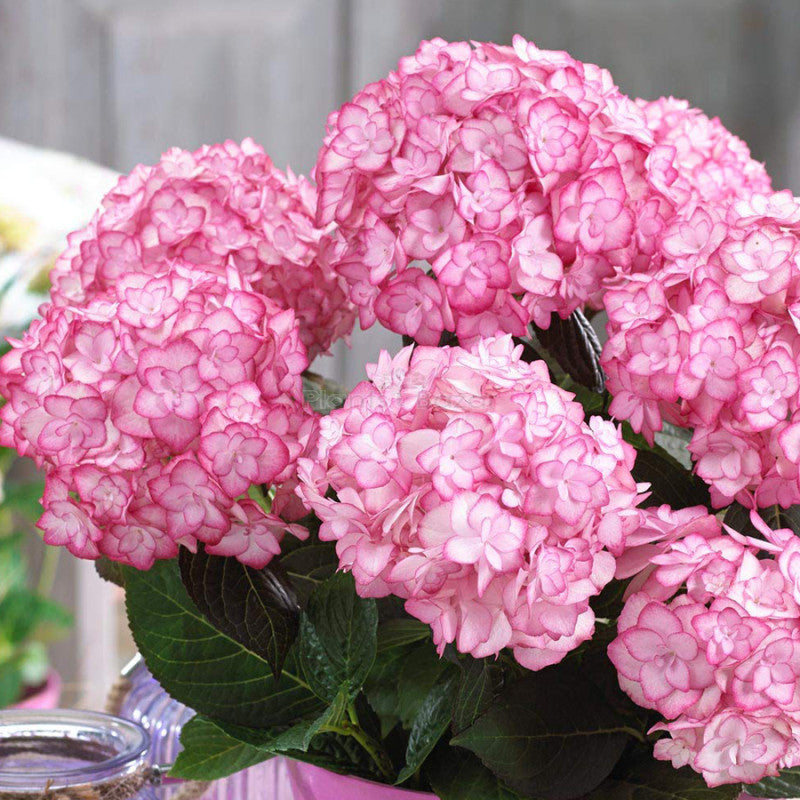 White Pink Hydrangea Seeds Flower Seeds for Planting – Heirloom Non-GMO, High Germination Organic Garden Seeds