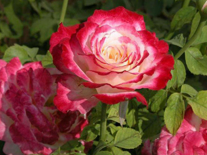 Flower Seeds, Seeds,Seeds For Planting,Plant Seeds