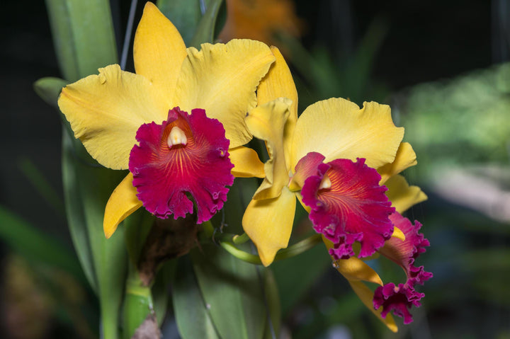 Yellow Cattleya Hybrida Flower Seeds for Planting – Heirloom Non-GMO, Shade Tolerant Organic Garden Seeds