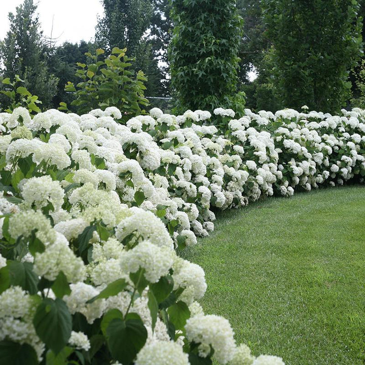 Flower Seeds, Seeds,Seeds For Planting,Plant Seeds