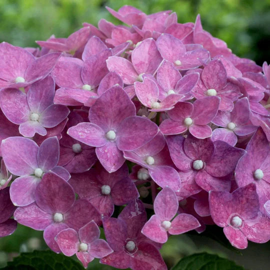 Purple Hydrangea Flower Seeds for Planting – Heirloom, Non-GMO, High Germination Organic Garden Seeds