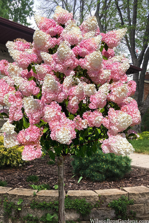 Vanilla Strawberry Hydrangea Flower Seeds for Planting – Heirloom, Non-GMO, High Germination Organic Garden Seeds