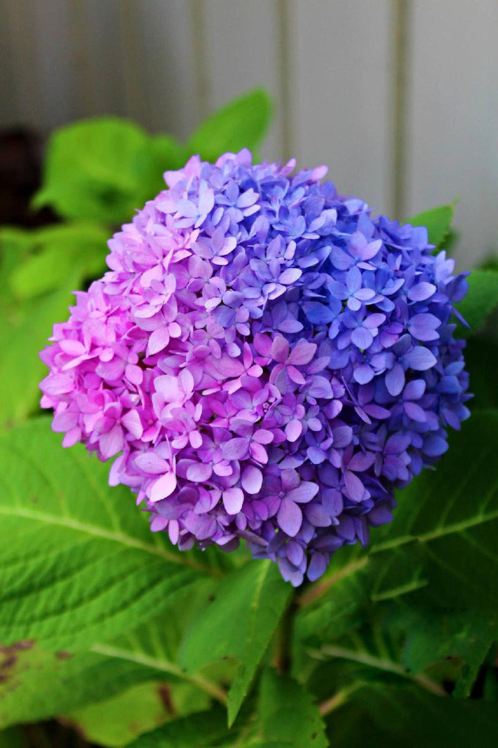 Blue Pink Purple Hydrangea Flower Seeds for Planting – Heirloom Non-GMO, High Germination Organic Garden Seeds