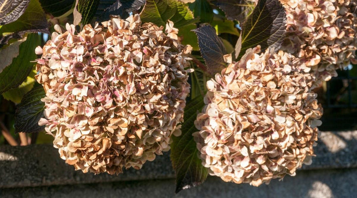 Brown Hydrangea Flower Seeds for Planting – Heirloom Non-GMO, High Germination Organic Garden Seeds