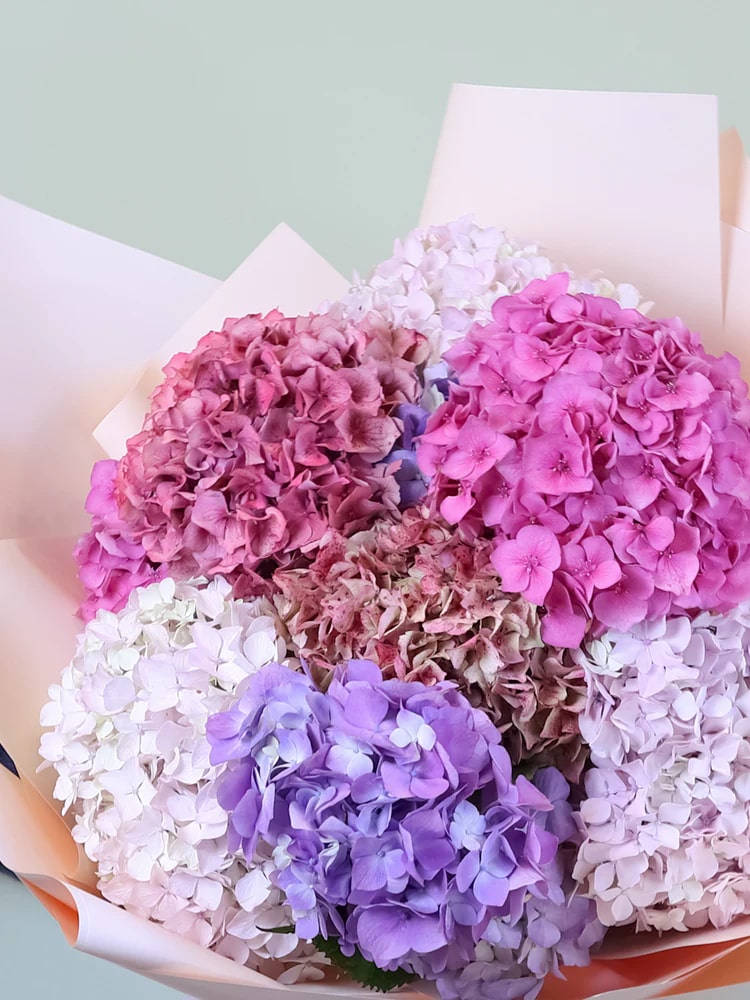 Mixed Hydrangea Flower Seeds for Planting – Heirloom, Non-GMO, High Germination Organic Garden Seeds