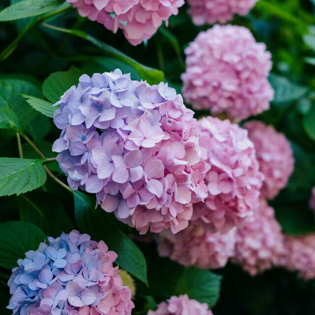 Blue Pink Purple Hydrangea Flower Seeds for Planting – Heirloom Non-GMO, High Germination Organic Garden Seeds